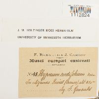 Calliergon cordifolium image