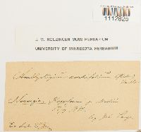 Calliergon cordifolium image