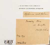 Calliergon cordifolium image