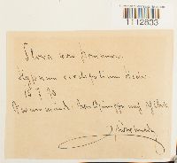 Calliergon cordifolium image