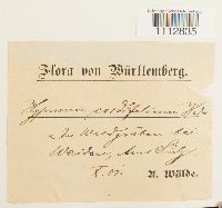 Calliergon cordifolium image