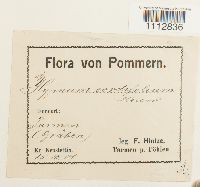 Calliergon cordifolium image