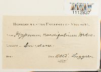 Calliergon cordifolium image