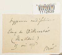 Calliergon cordifolium image