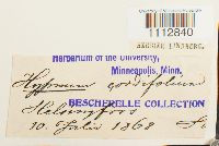 Calliergon cordifolium image