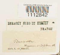 Calliergon cordifolium image