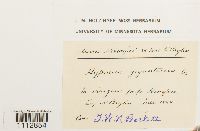 Calliergon giganteum image