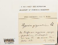 Calliergon giganteum image