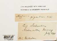 Calliergon giganteum image