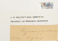 Calliergon giganteum image