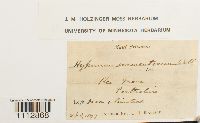 Sarmenthypnum sarmentosum image