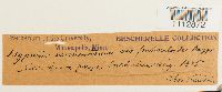 Sarmenthypnum sarmentosum image