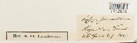 Sarmenthypnum sarmentosum image