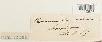 Sarmenthypnum sarmentosum image