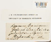 Calliergon stramineum image