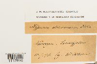 Calliergon stramineum image