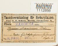 Calliergon stramineum image