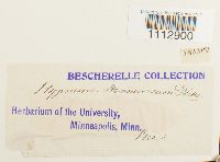 Calliergon stramineum image