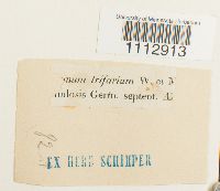 Pseudocalliergon trifarium image