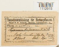 Pseudocalliergon trifarium image