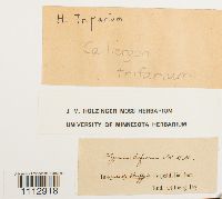 Pseudocalliergon trifarium image