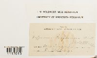Pseudocalliergon trifarium image