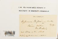 Pseudocalliergon trifarium image