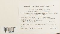 Sarmenthypnum sarmentosum image