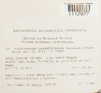 Sarmenthypnum sarmentosum image