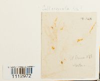 Image Associated With the Occurrence