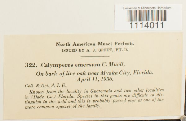 Calymperes erosum image