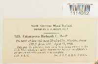 Calymperes palisotii image