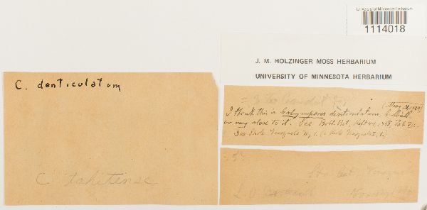 Calymperes tahitense image