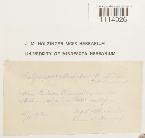 Calymperes elimbatum image