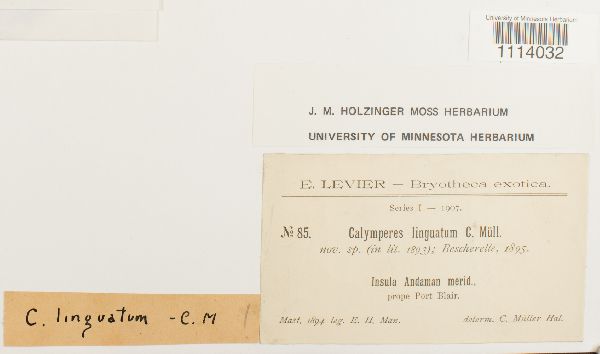 Calymperes linguatum image