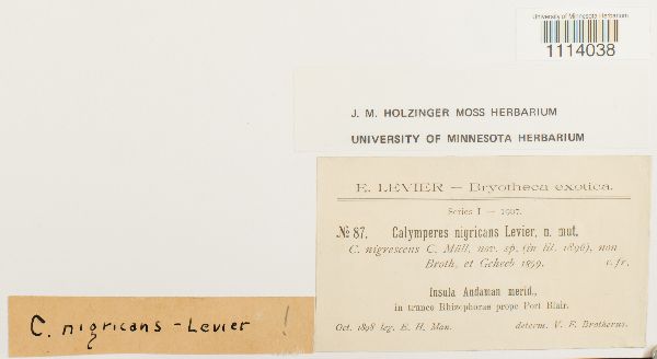 Calymperes nigricans image