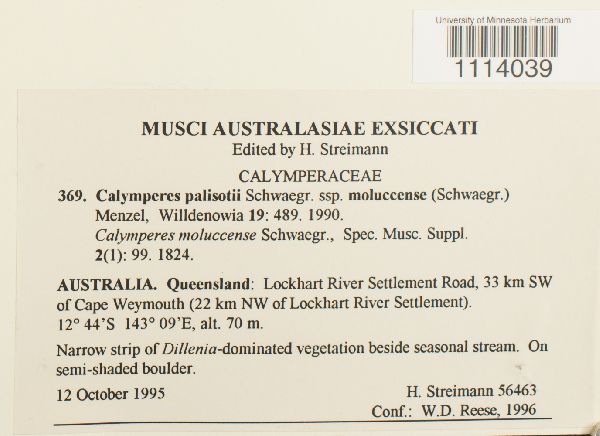 Calymperes palisotii image