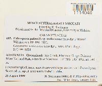 Calymperes palisotii image