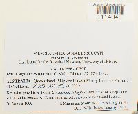 Calymperes tenerum image