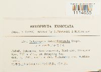 Calypogeia integristipula image