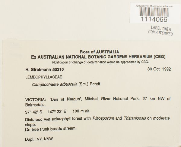 Camptochaete arbuscula image