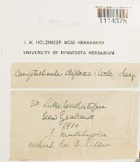 Camptochaete arbuscula image