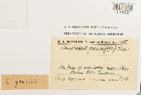 Camptochaete gracilis image