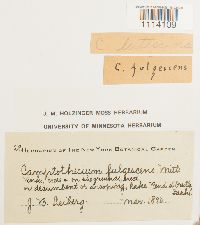 Camptothecium lutescens image