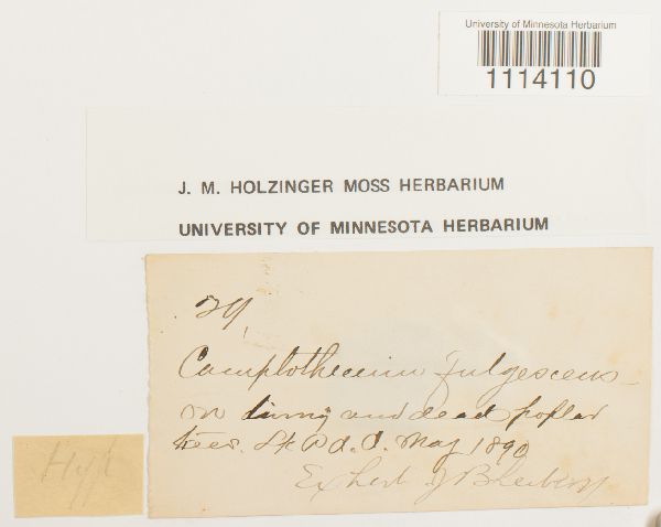 Camptothecium lutescens subsp. fulgescens image