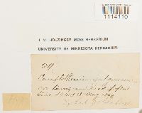 Camptothecium lutescens image