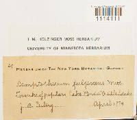 Camptothecium lutescens image