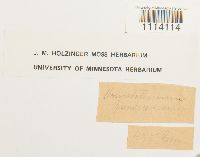 Camptothecium lutescens image