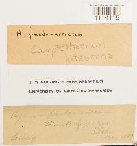 Camptothecium lutescens image