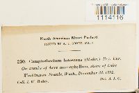 Camptothecium lutescens image